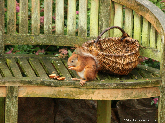 Eichhörnchen beim Frühstück auf Gartenbank.